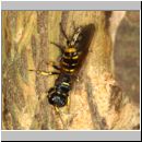 Ectemnius cephalotes - Grabwespe - Osnabrueck-Menslage - Wald - beim Nesteintrag 01b.jpg